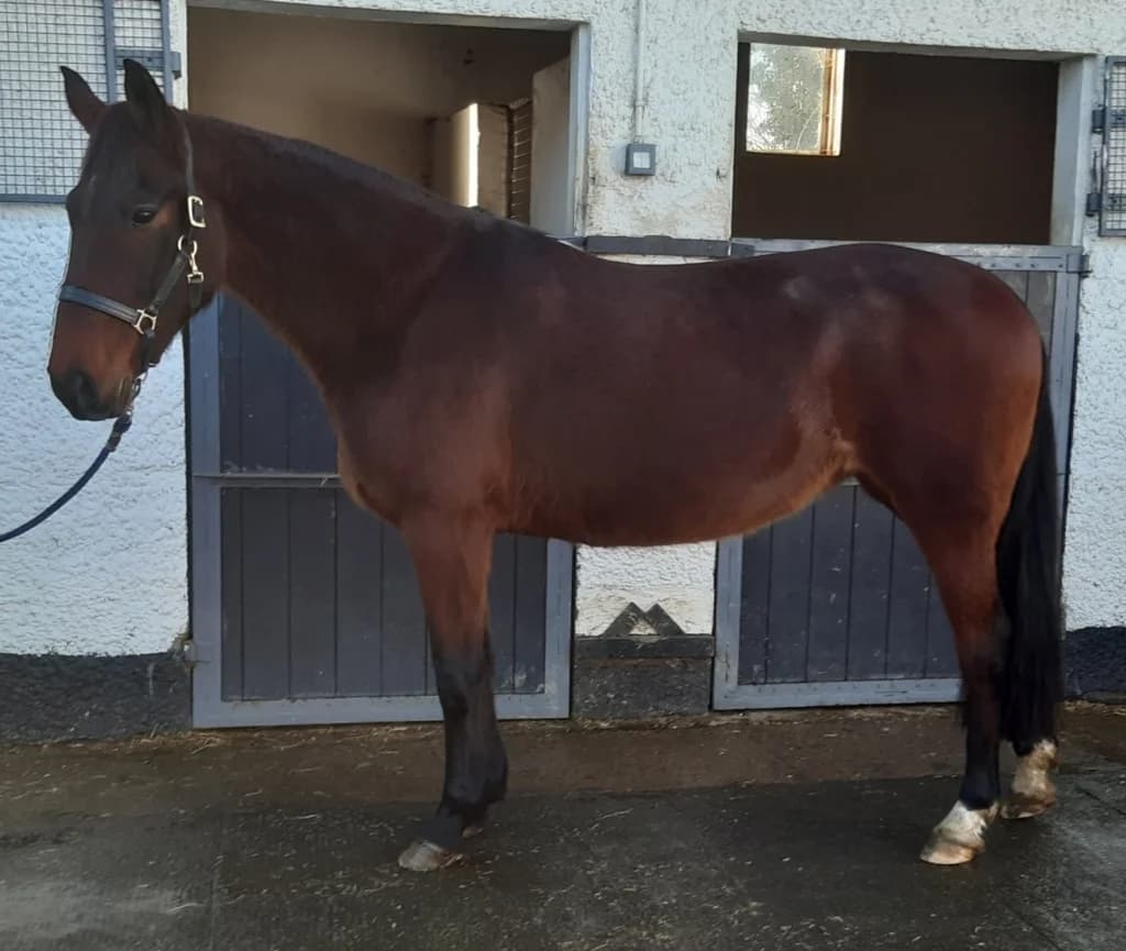 Minnie (Mallow), female senior mixed breed for adoption at ISPCA, Dublin