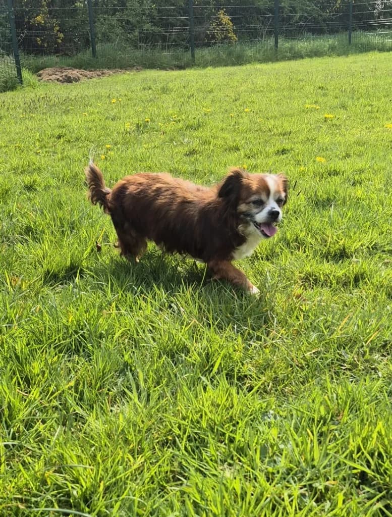 Molly, female senior Cavalier King Charles Spaniel for adoption at ISPCA, Dublin