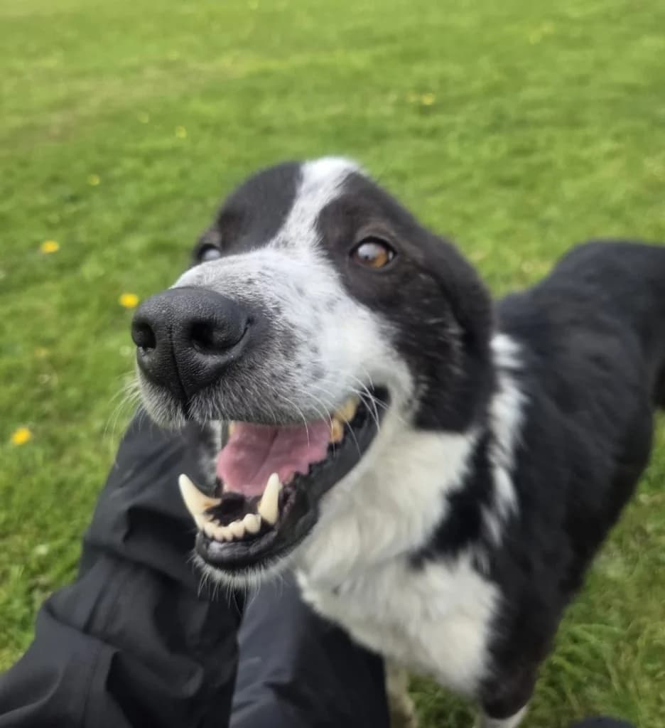 Monty, male 3yo Collie for adoption at ISPCA, Dublin