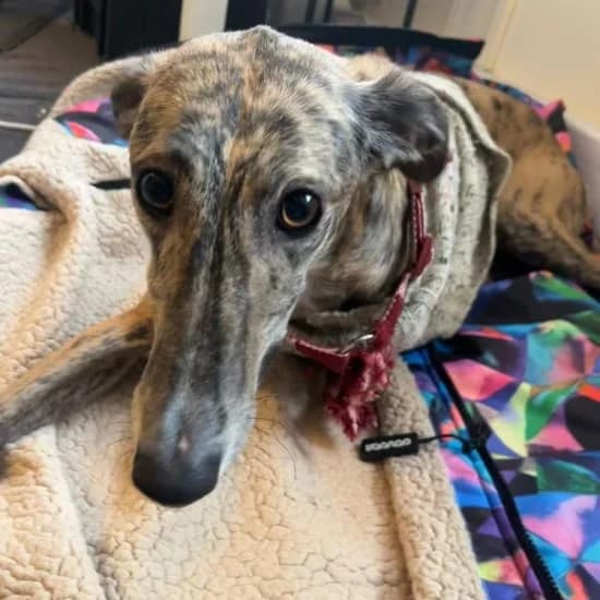 Nina, female mixed breed for adoption at ISPCA, Dublin