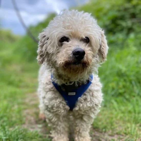 Pete, Bichon Frisé (ISPCA)