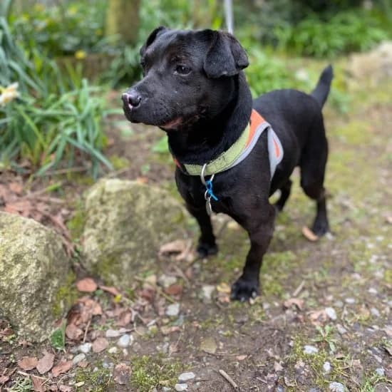 Phil,  (ISPCA)