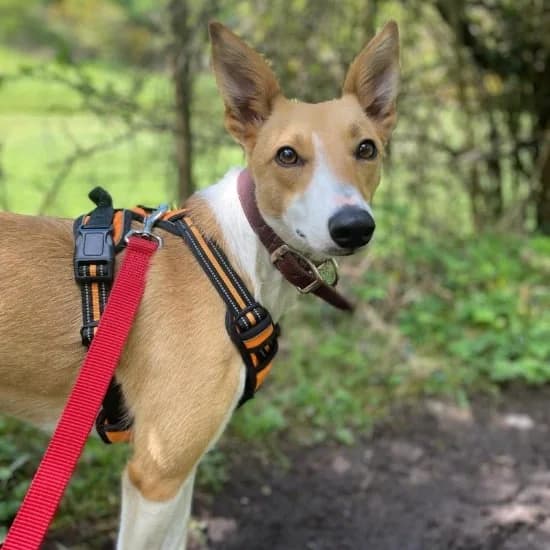 Phoenix, female Lurcher for adoption at ISPCA, Dublin