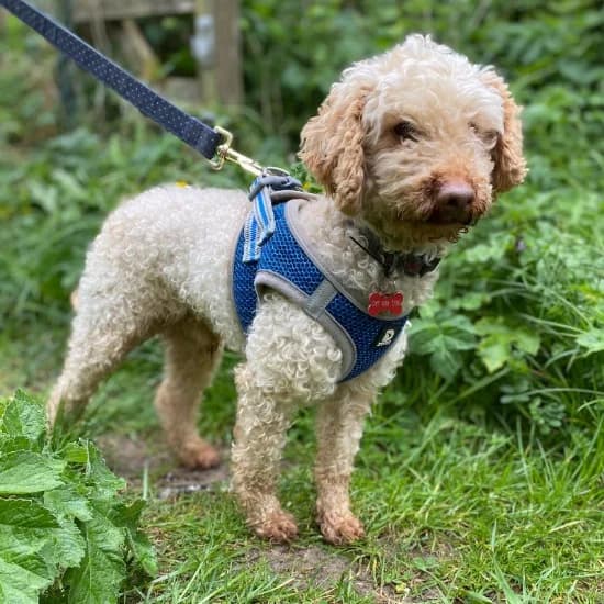 Prince, Poodle (ISPCA)