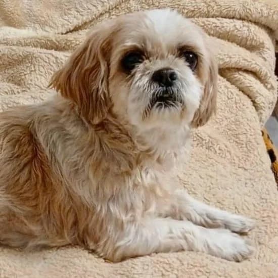 Pupsia, female senior Shih Tzu for adoption at ISPCA, Dublin