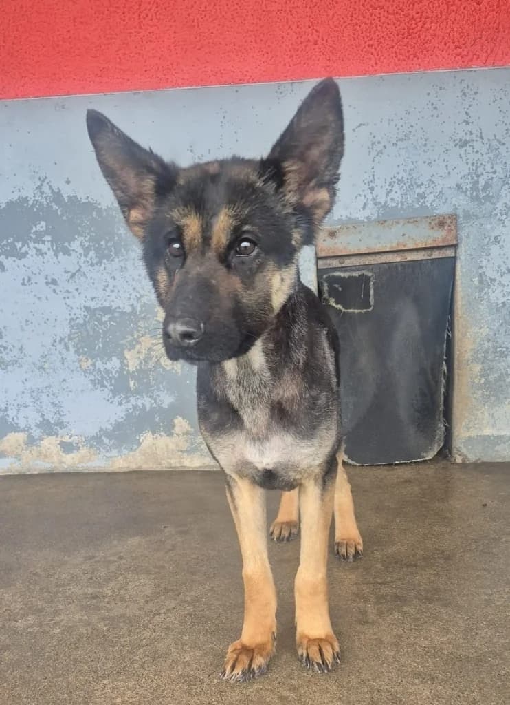 Raven, female young mixed breed for adoption at ISPCA, Dublin