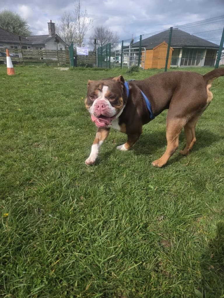 Rolo, male English Bulldog for adoption at ISPCA, Dublin