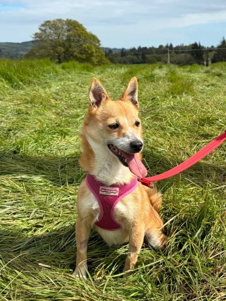 Rosie, female 5yo mixed breed for adoption at ISPCA, Dublin
