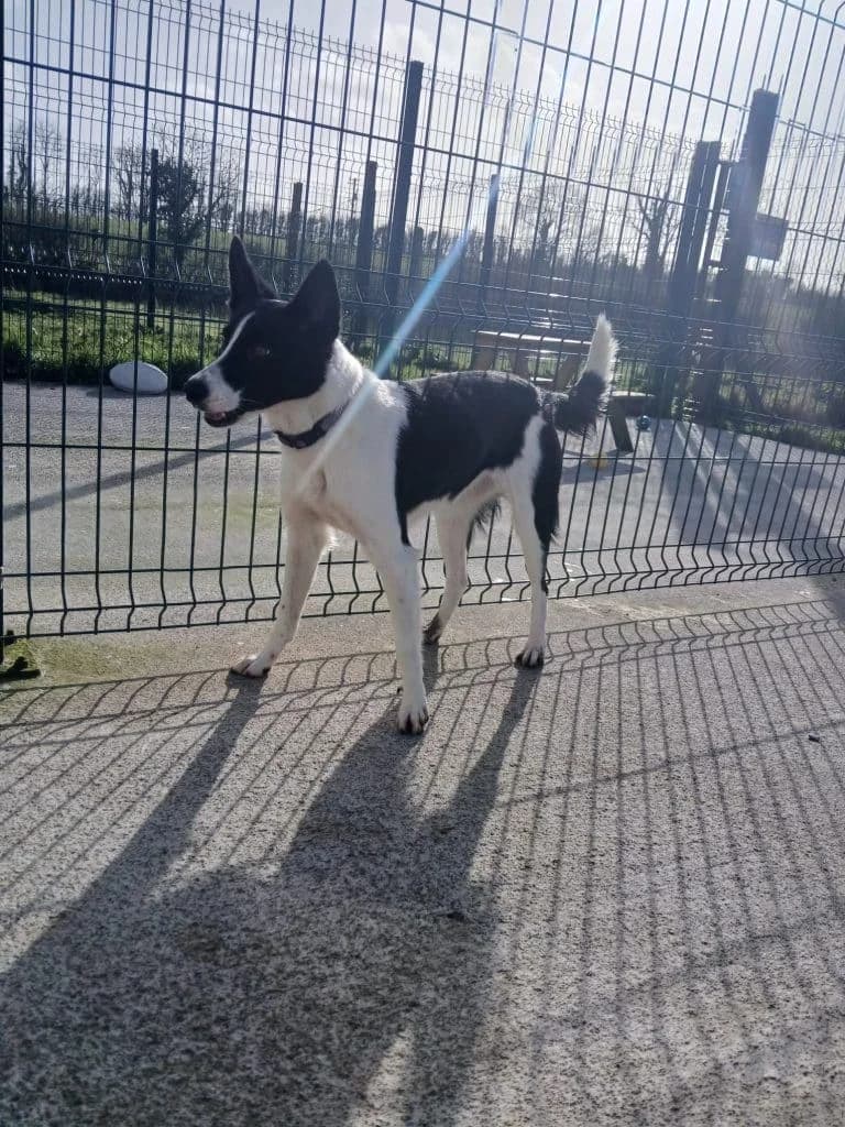 ROXY, female young Collie for adoption at ISPCA, Dublin