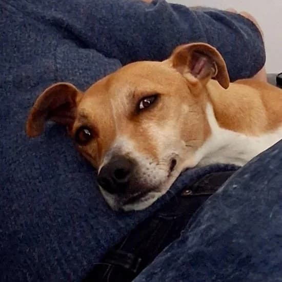Rubble, male 3yo mixed breed for adoption at ISPCA, Dublin