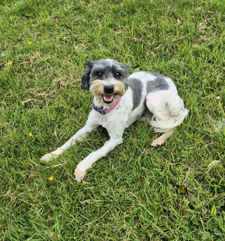 Ruby, female puppy Shih Tzu for adoption at ISPCA, Dublin