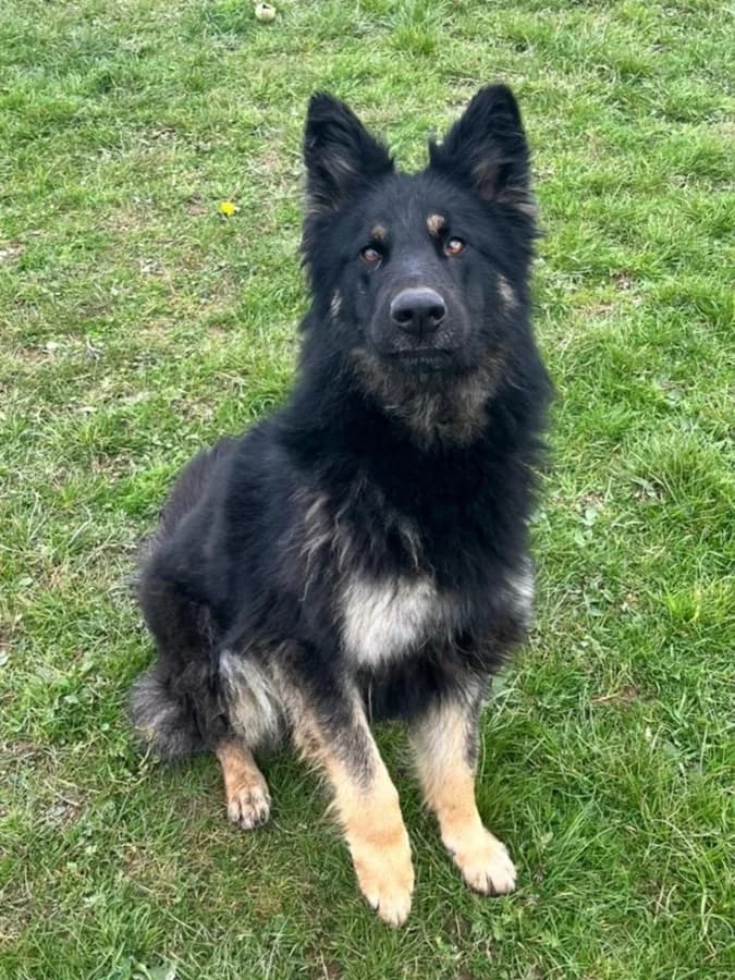 Sheeba, female mixed breed for adoption at ISPCA, Dublin