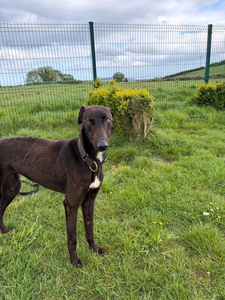 Sika, Lurcher (ISPCA)