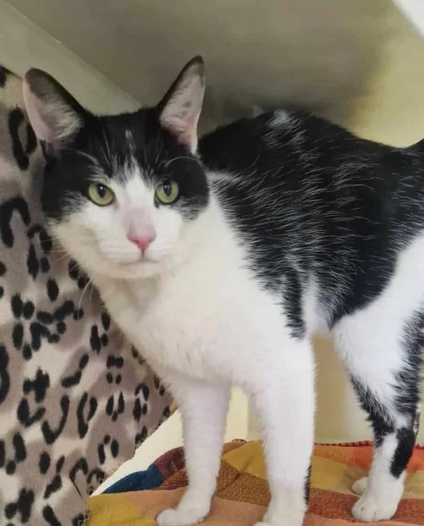 Sprite, male 3yo Mixed Breed Cat for adoption at ISPCA, Dublin
