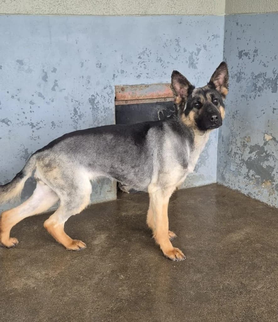 Storm, female young mixed breed for adoption at ISPCA, Dublin