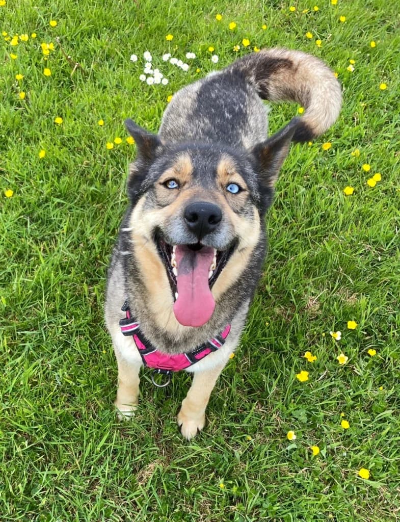 Summer, Husky (ISPCA)