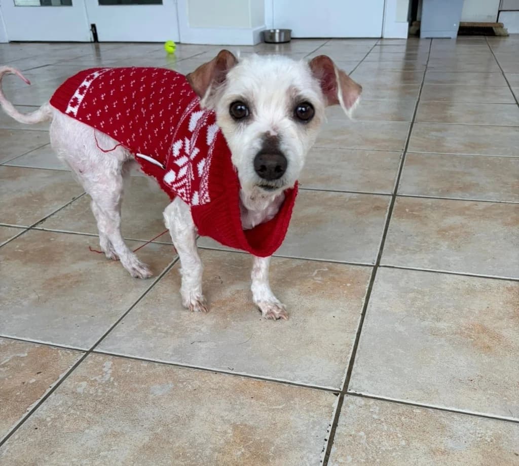 Teddy, male 7yo Bichon Frisé for adoption at ISPCA, Dublin