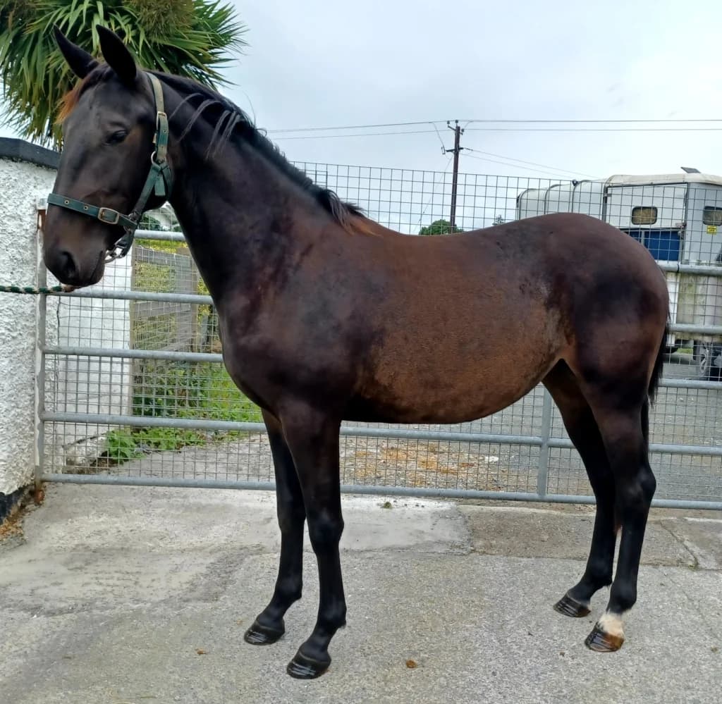 Tulla (Mallow), female young mixed breed for adoption at ISPCA, Dublin
