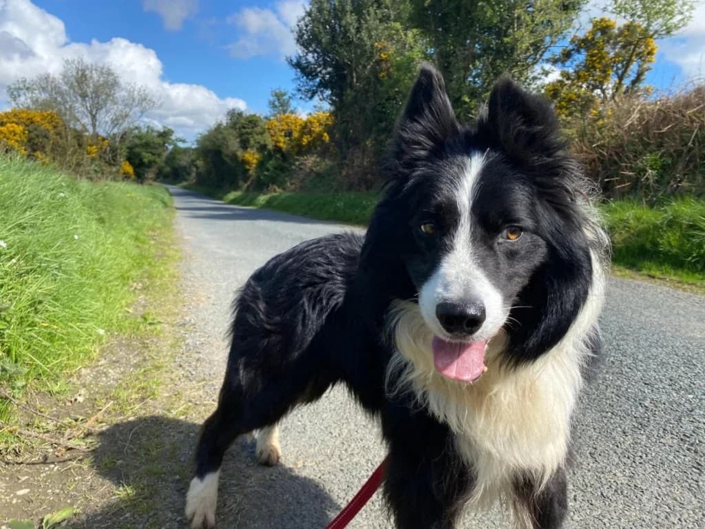 Wesley, male 6yo Border Collie for adoption at ISPCA, Dublin