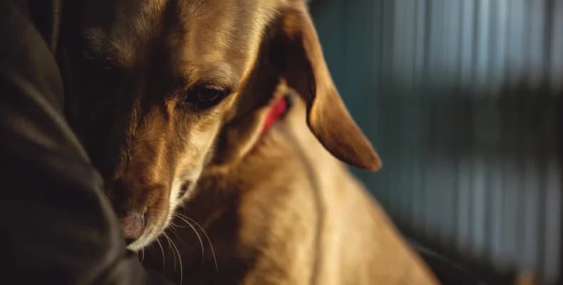 Keeping your animals safe at Halloween,  Mixed Breed for adoption at Kilkenny SPCA, R95 NXK5