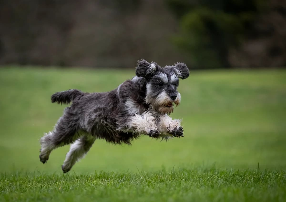 Is Your Pet a Healthy Weight,  puppy Mixed Breed for adoption at Kilkenny SPCA, R95 NXK5