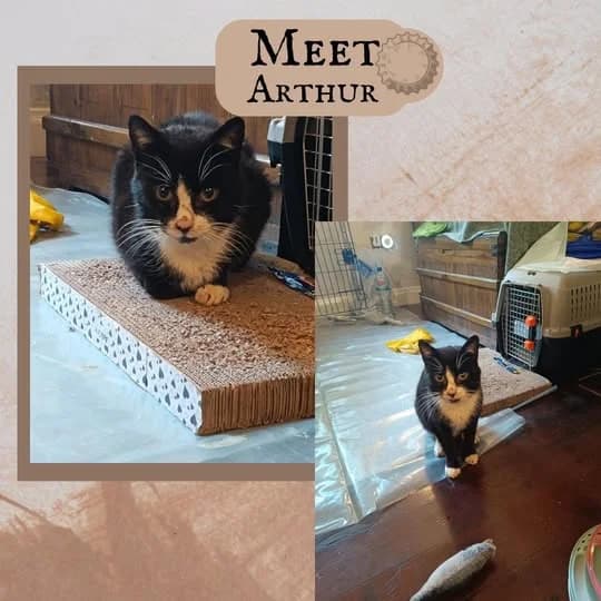 Arthur, male senior Mixed Breed for adoption at Laois SPCA, Portlaoise, Co. Laois