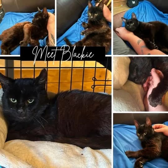 Blackie, Mixed Breed (Laois SPCA)