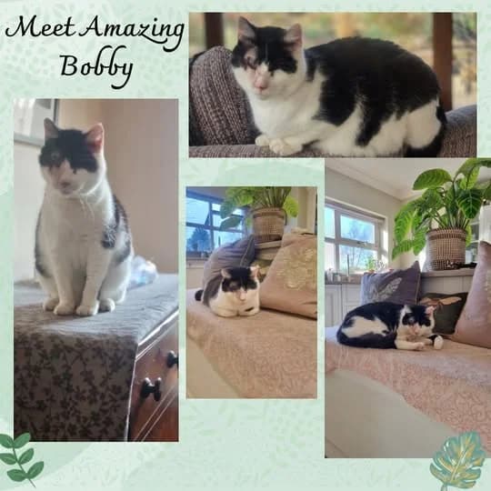 Bobby, male 5yo Mixed Breed for adoption at Laois SPCA, Portlaoise, Co. Laois