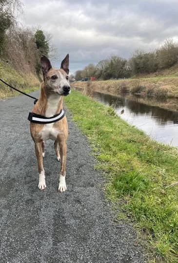 Bruno, Mixed Breed (Laois SPCA)