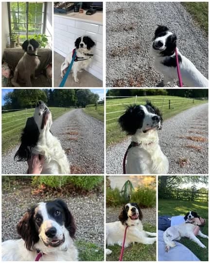 Cooper, Mixed Breed (Laois SPCA)