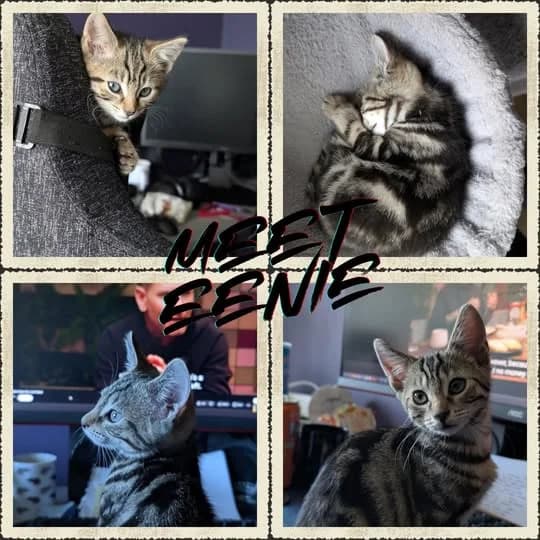 Eenie, Mixed Breed (Laois SPCA)