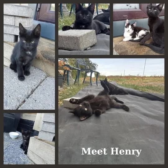 Henry, male Mixed Breed for adoption at Laois SPCA, Portlaoise, Co. Laois