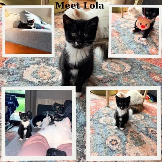 Lola, Mixed Breed (Laois SPCA)