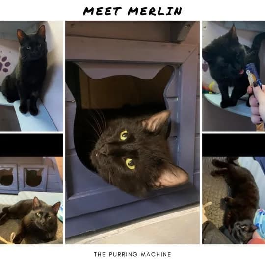 Merlin, male Mixed Breed for adoption at Laois SPCA, Portlaoise, Co. Laois