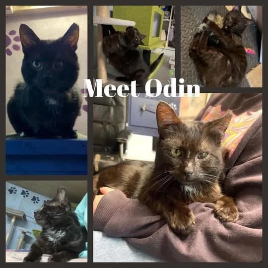 Odin, male Mixed Breed for adoption at Laois SPCA, Portlaoise, Co. Laois