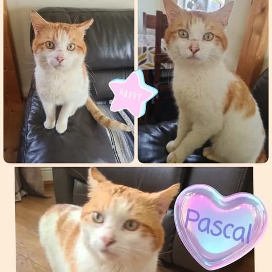 Pascal, male Mixed Breed for adoption at Laois SPCA, Portlaoise, Co. Laois