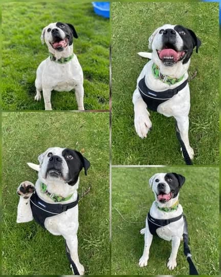 Reuben, male Mixed Breed for adoption at Laois SPCA, Portlaoise, Co. Laois