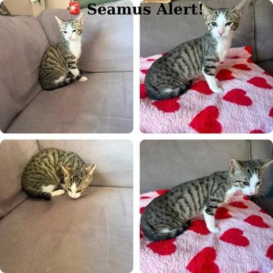 Seamus, male puppy Mixed Breed for adoption at Laois SPCA, Portlaoise, Co. Laois