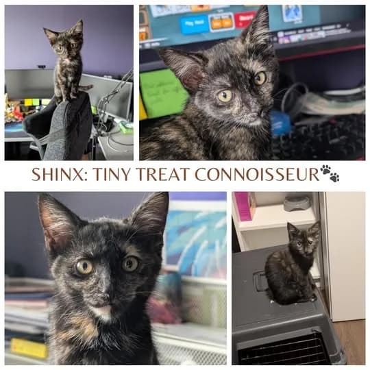 Shinx, female puppy Mixed Breed for adoption at Laois SPCA, Portlaoise, Co. Laois
