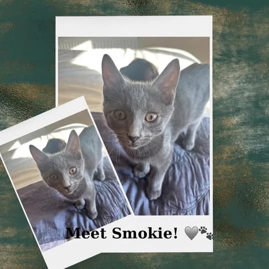 Smokie, male Mixed Breed for adoption at Laois SPCA, Portlaoise, Co. Laois