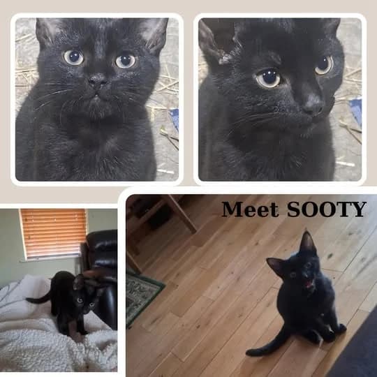 Sooty, male puppy Mixed Breed for adoption at Laois SPCA, Portlaoise, Co. Laois