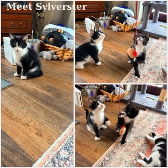 Sylvester, male Mixed Breed for adoption at Laois SPCA, Portlaoise, Co. Laois