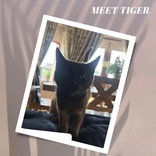 Tigger, female Mixed Breed for adoption at Laois SPCA, Portlaoise, Co. Laois