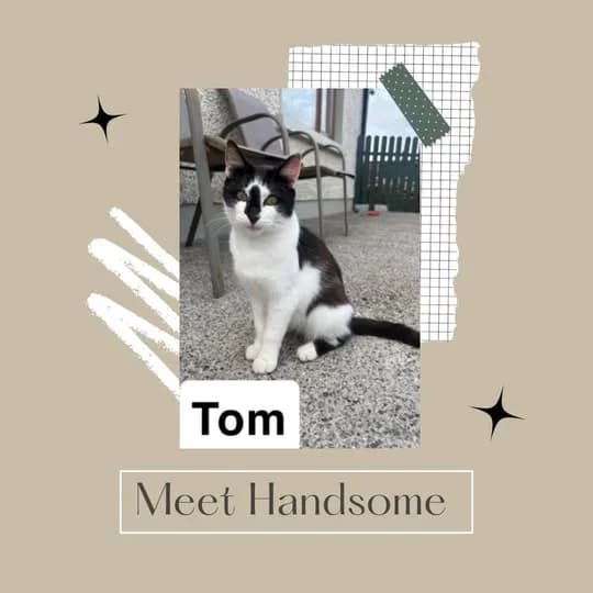Tom, male puppy Mixed Breed for adoption at Laois SPCA, Portlaoise, Co. Laois