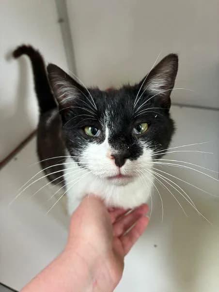 Dandy, male Mixed Breed for adoption at Mayo SPCA, F35 A008