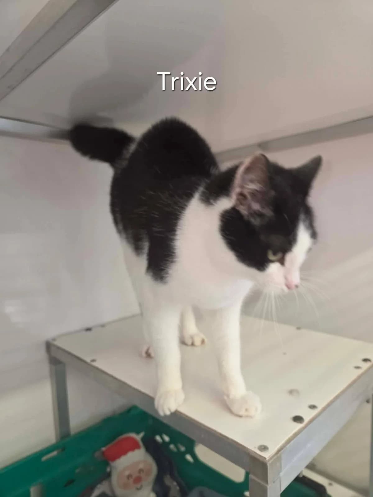 Trixie, female puppy Mixed Breed for adoption at Mayo SPCA, F35 A008