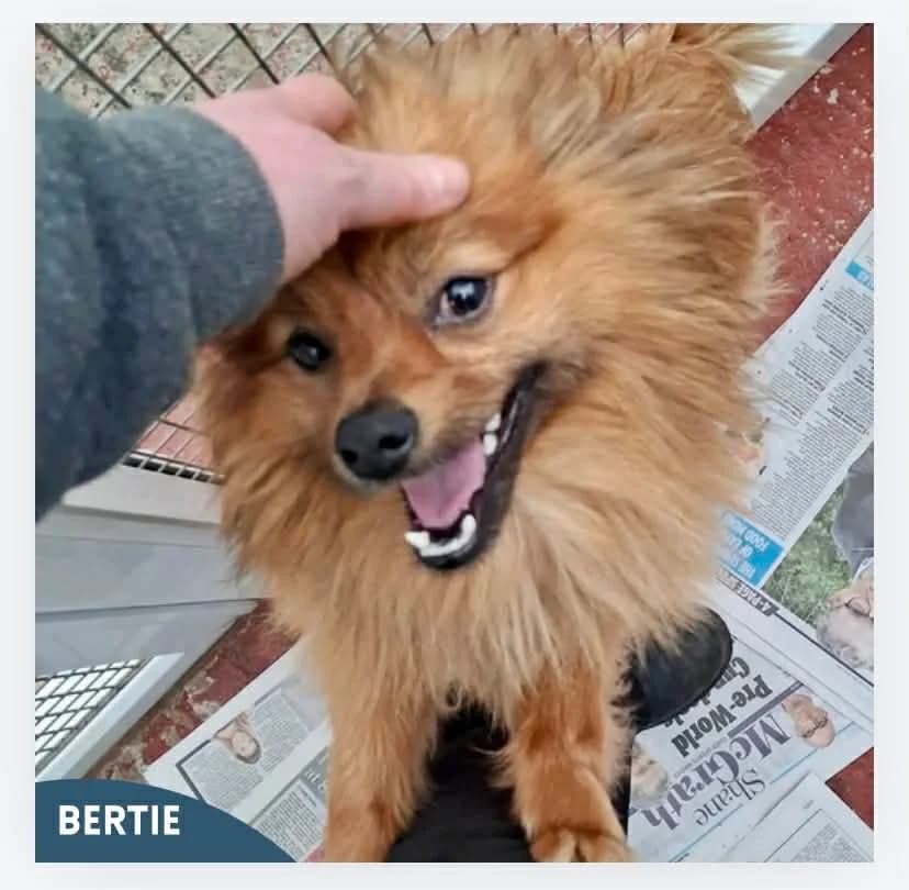 Bertie, male 3yo Pomeranian for adoption at Mayo SPCA, F35 A008