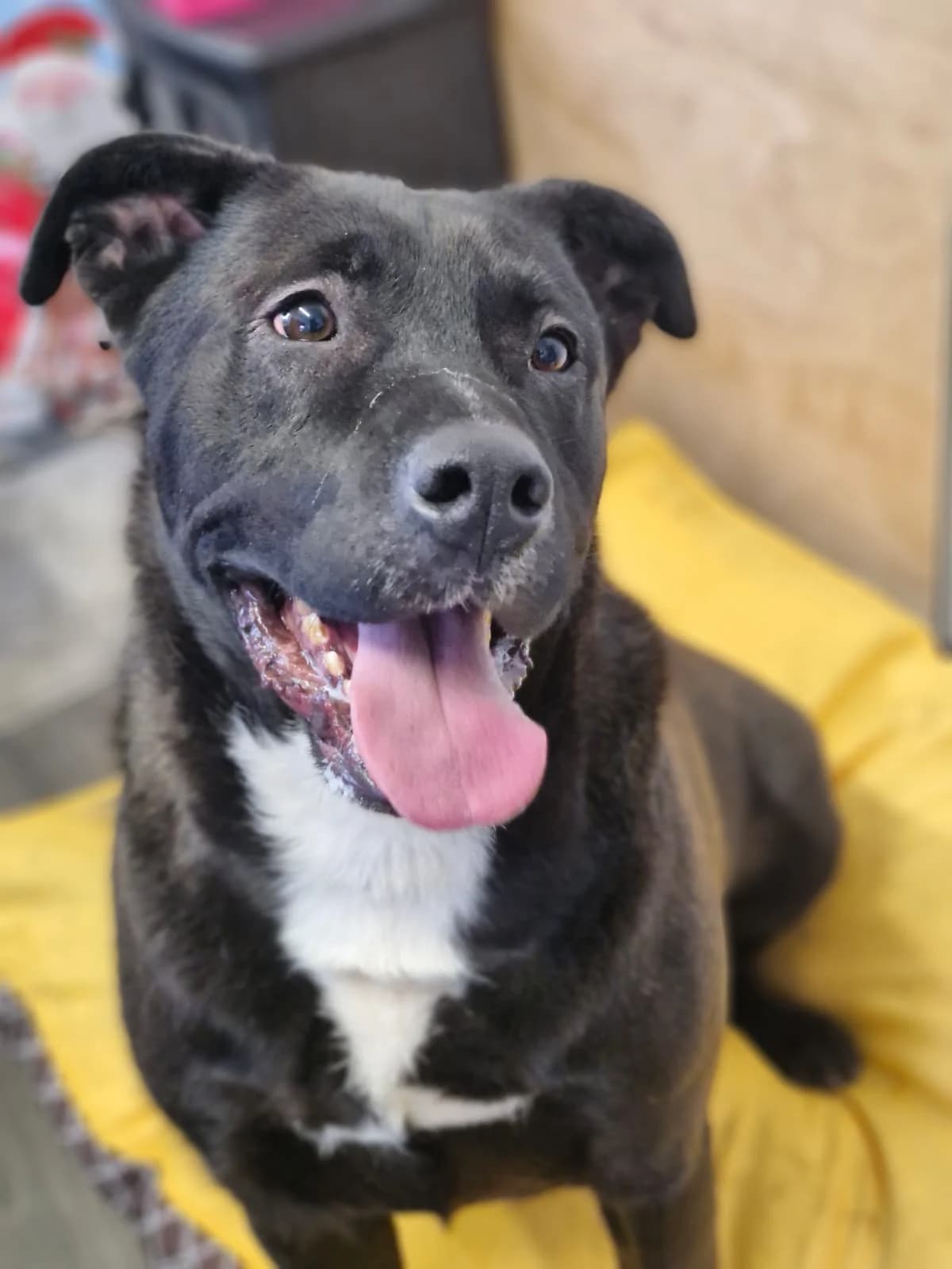 Fred, male 6yo mixed breed for adoption at PAWS Animal Rescue, Cork