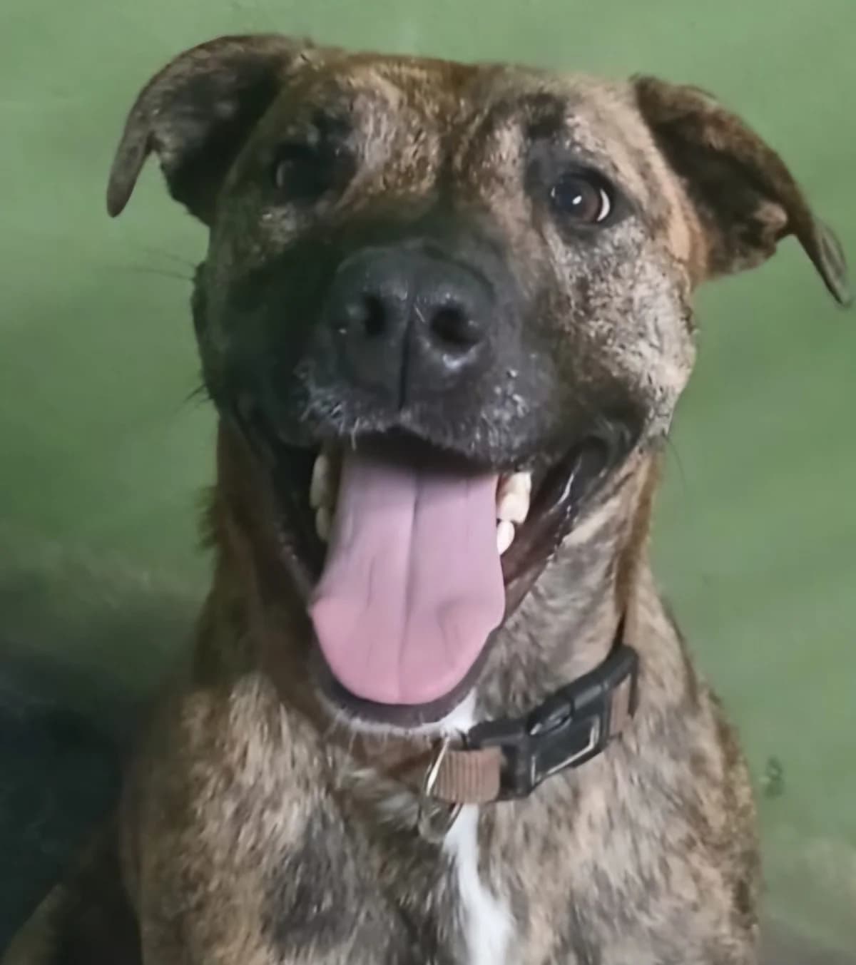 Stella, female mixed breed for adoption at PAWS Animal Rescue