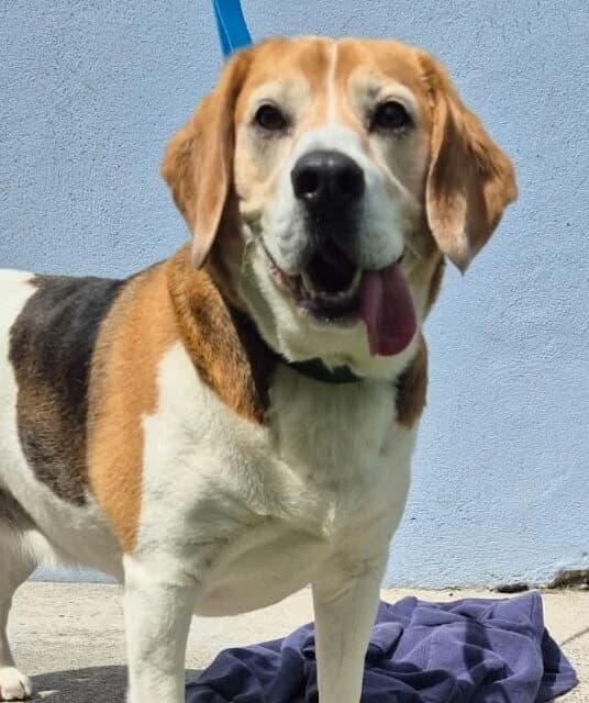 Bonnie, female mixed breed for adoption at PAWS Animal Rescue